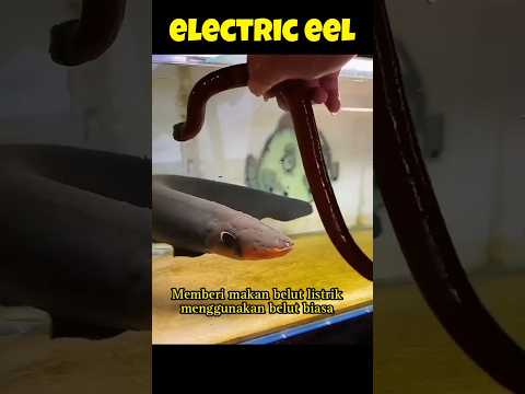 Memberi makan belut listrik menggunakan belut kuning #belutlistrik #mancingbelut  #electriceel