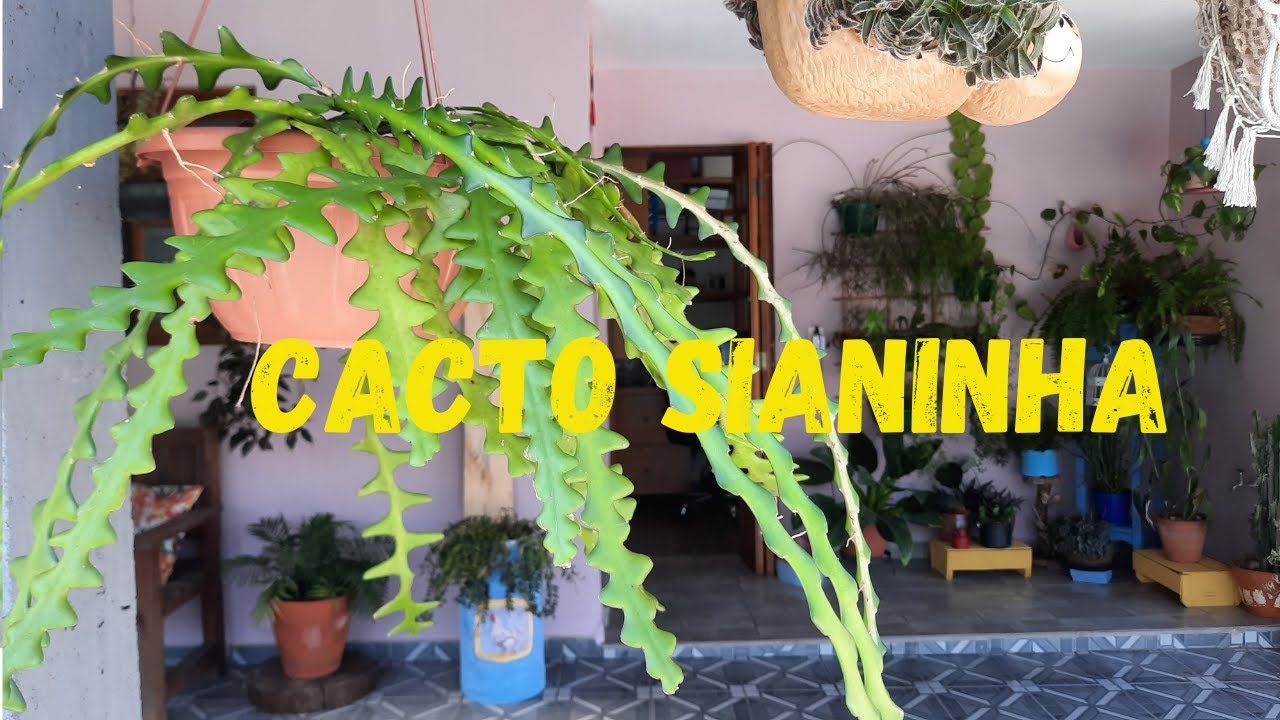 CACTO SIANINHA + CULTIVO + PROPAGAÇÃO + REGA - thptnganamst.edu.vn