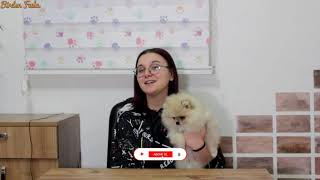 Pomeranian Köpeğim için alış veriş yaptım. Neler Aldım? Paket açılışı