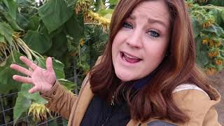 Harvesting Sunflower Seeds! 🌻🙌🧡 // Garden Answer