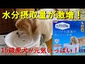 【正直レビュー】犬用フィルター式給水器ピュアクリスタル（2.5Ｌ）