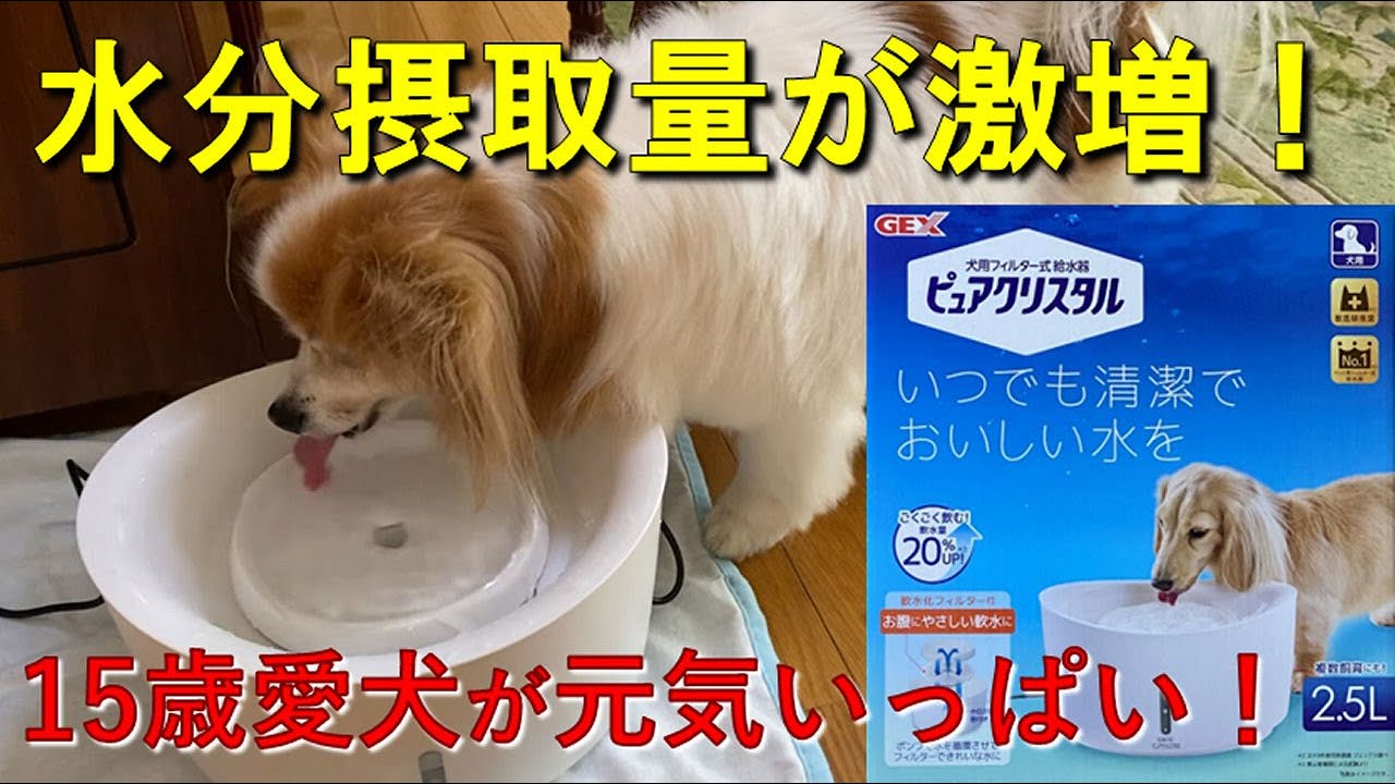 正直レビュー 犬用フィルター式給水器ピュアクリスタル 2 5ｌ Youtube
