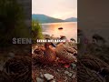 Rishte naate || asthetic lyric #song #astheticstatus #love #animation #newsong #nature #hindisong