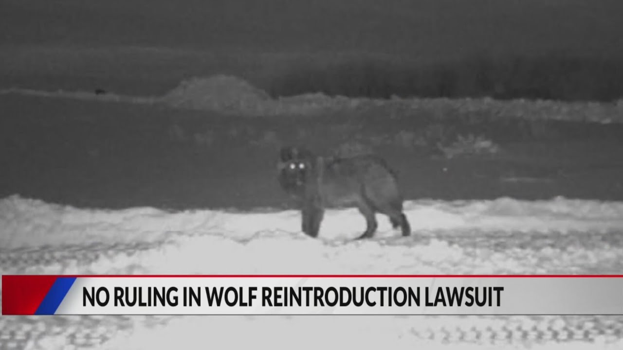 No ruling in wolf lawsuit YouTube