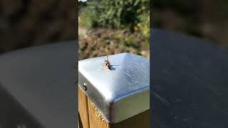 Cicada Tinnitus Relief