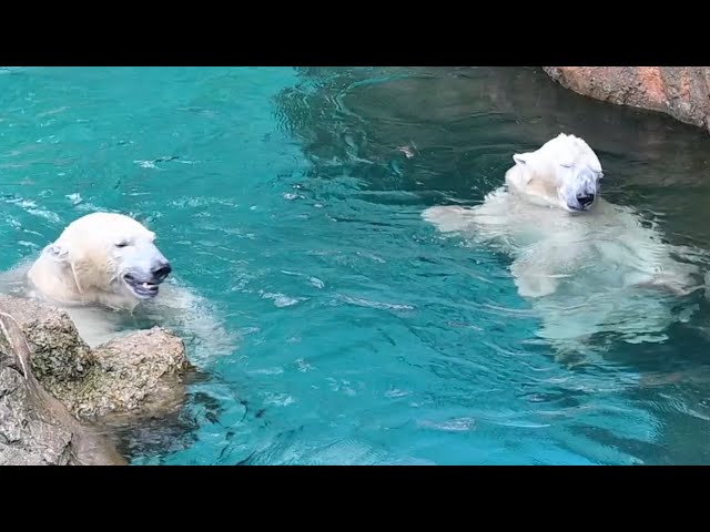 ホッキョクグマ仲良し親子イッちゃんとライ2026年6月4日撮影 - YouTube