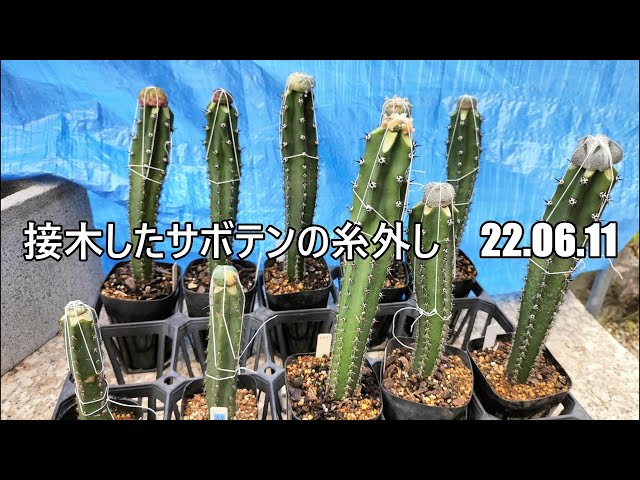サボテン　接ぎ 奇妙でかわいい「魔改造サボテン」がひそかにブーム!? 接ぎ木でマイ