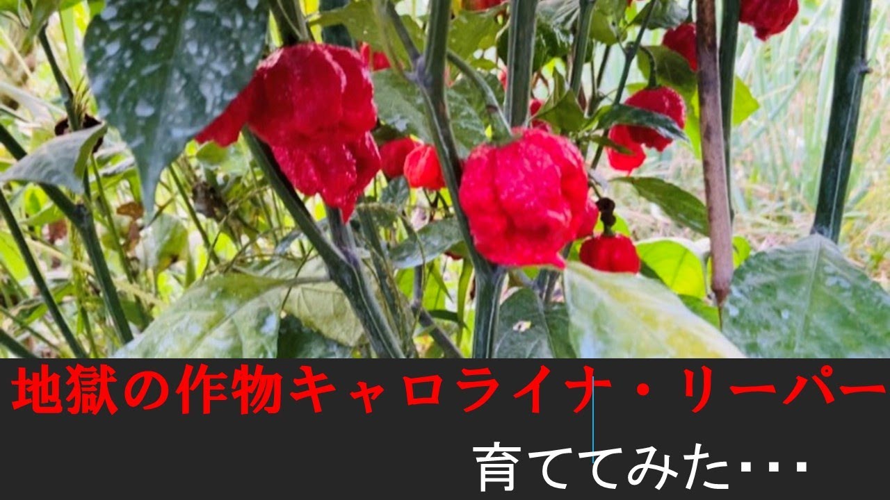 地獄の作物 キャロライナ リーパー 育ててみた Youtube