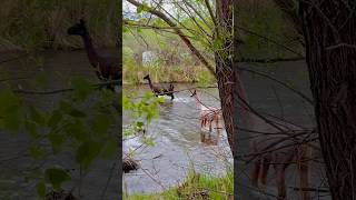 Llama and two alpacas crossing a river in Colorado 😳
