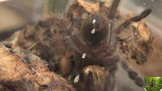 P. Metallica Gooty Blue Tarantula Holding Two Crickets