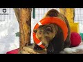 Озорной медведь и его любимый круг🐻⭕/Bear Mansur