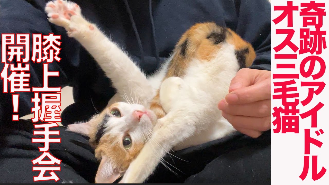奇跡のアイドルなオス三毛猫、握手会を開催する - YouTube