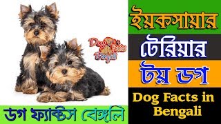 Yorkshire Terrier Dog facts in Bengali | Toy Dog | Terrier Dog | Dog Facts Bengali by Dog Facts Bengali 362 views 4 years ago 5 minutes, 9 seconds