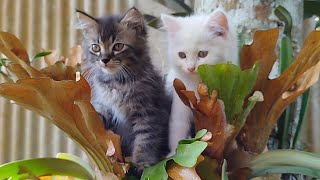 MEOW MEOW CAT CUTE  STACY BEST CAT BILLI KARTI MEOW MEOW kitten funny  Animal Funny VS 057