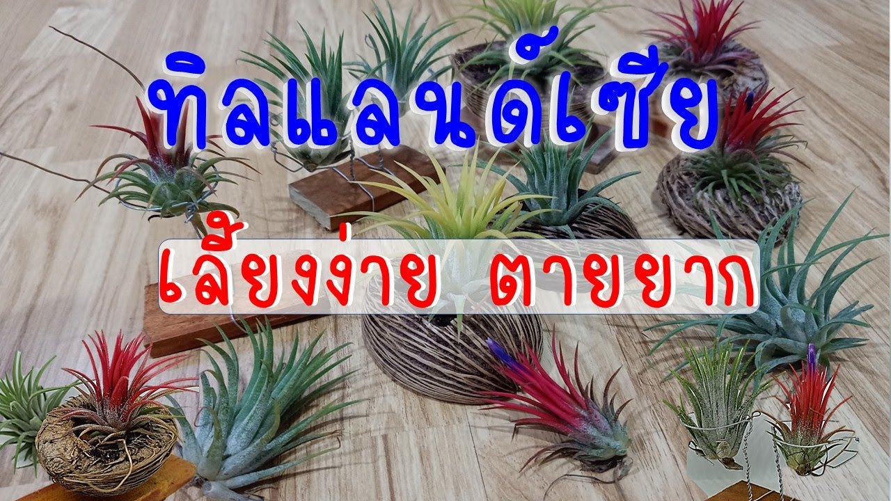 ทิลแลนเซีย tillandsia สัปรดสี รากอากาศ พาดูต้นที่ปลูกไว้ เลี้ยงง่ายตายยาก