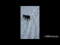 Собака ест снег!Ржака😂!Смотреть всем!