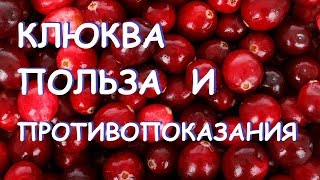 Клюква польза и противопоказанияя Клюква польза и противопоказанияя