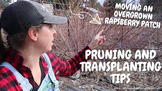 MOVING A RASPBERRY PATCH | HOW TO PRUNE AND TRANSPLANT RASPBERRIES | SUMMER-BEARING CANES Wealth