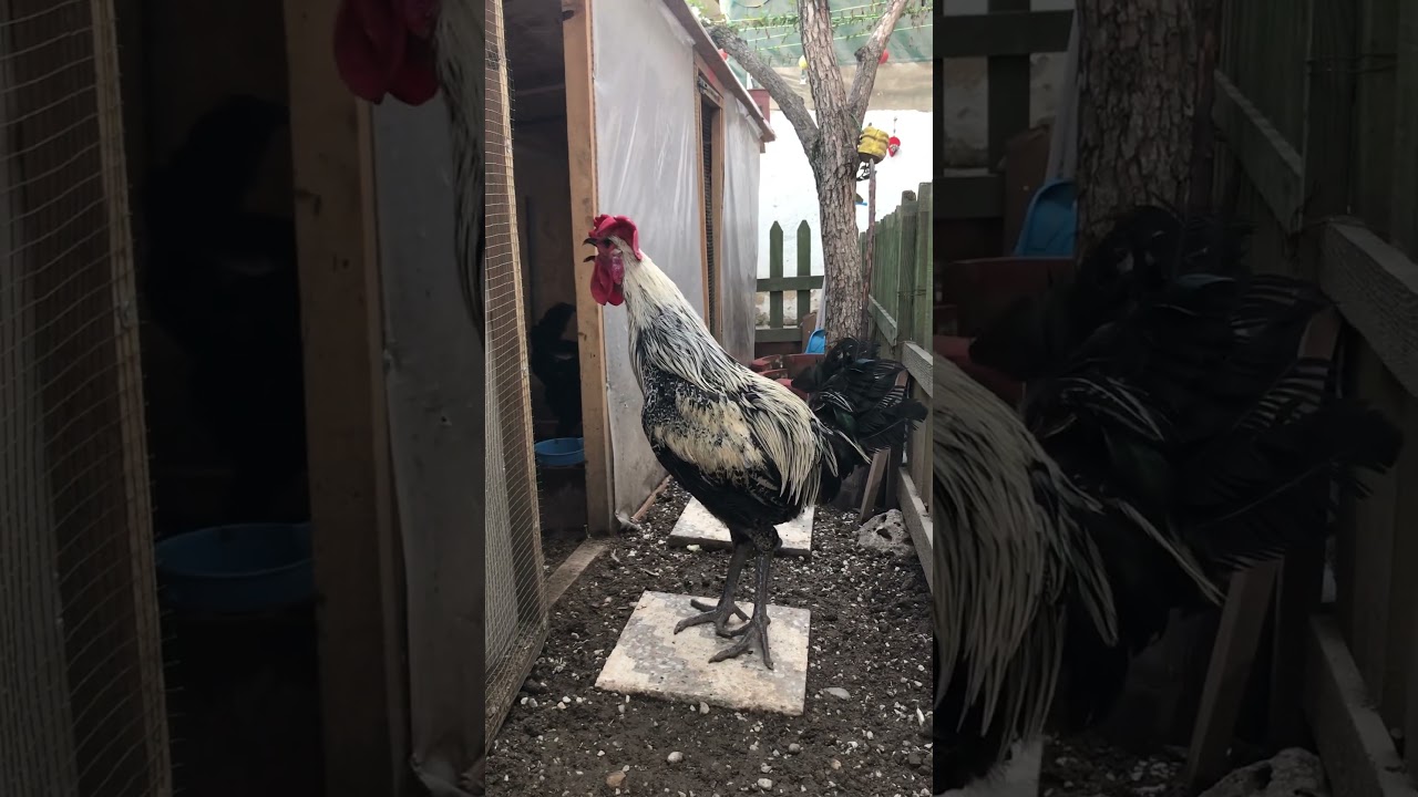 Denizli’nin Horozu 