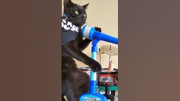 Feline Groovy: The Cats Who Formed a Metal Band
