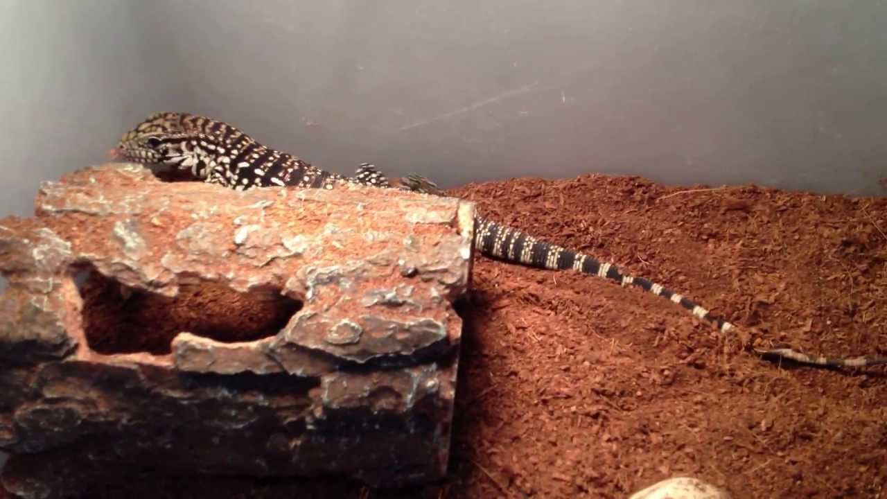 video phone beyonce mp3 仆到過黎 Tegu in a Hurry for Food