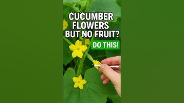 Cucumber Flowers? But No Fruit? Do This!