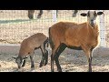 Barbados Blackbelly Sheep | Disease Resistant Adaptable