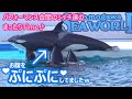『鴨川シーワールド』シャチパフォーマンス合間のまったりTime♪