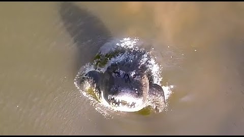 Angry alligator aims for the drone !!!