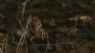 Dry weather starting to effect agriculture