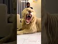 Lion рџ Ѓ King рџ Jungle Raja Sher Life Style With Dubai рџ рџ Є King рџ Shorts Dubai Aposhorts Lion рџ Ѓ King рџ Jungle Raja Sher Life Style With Dubai рџ рџ Є King рџ Shorts Dubai Aposhorts