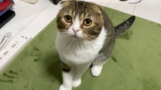 パパ猫の様子が…
