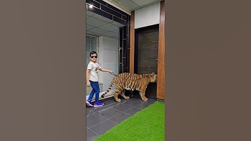 Thumbnail of Naughty Kid Walking With 1 Year Old Tiger | Nouman Hassan |