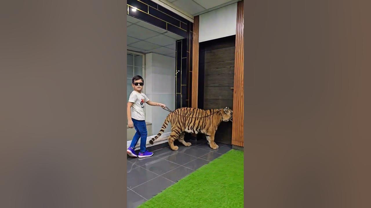 Naughty Kid Walking With 1 Year Old Tiger | Nouman Hassan |