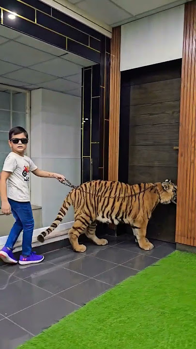 Naughty Kid Walking With 1 Year Old Tiger | Nouman Hassan |