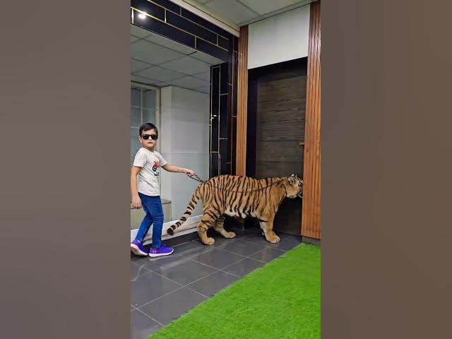 Naughty Kid Walking With 1 Year Old Tiger | Nouman Hassan |