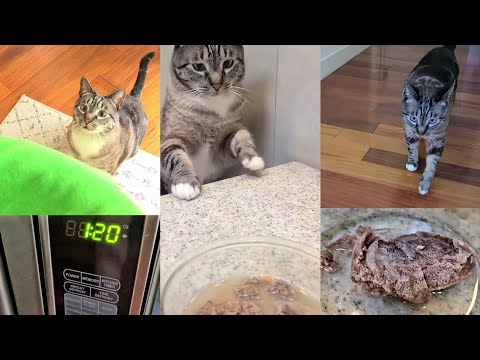 Frozen & Microwaved Gourmet Wet Cat Food Instinct Original Grain-Free Pate Real Duck Recipe #shorts