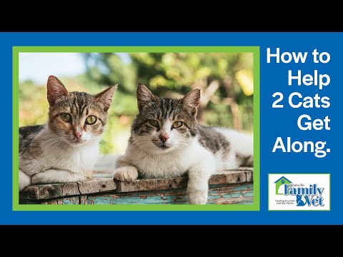 Comment aider Deux chats Get long