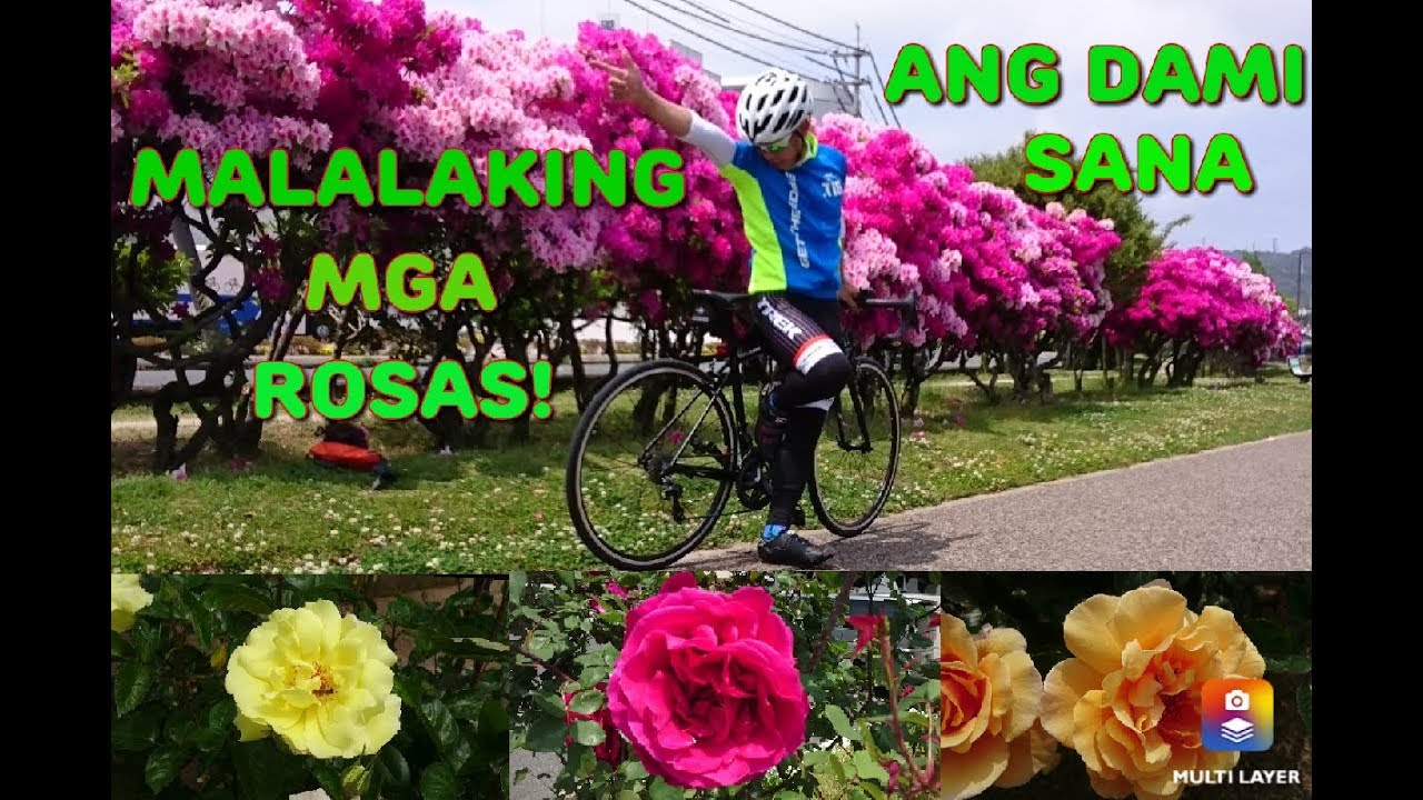 Cinematic Intro||MALALAKING ROSAS AT IBA'T IBANG URI NG MGA BULAKLAK