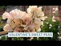 Pruning Roses & Sowing Sweet Peas | A Valentine’s Day Tradition // Cottoverdi