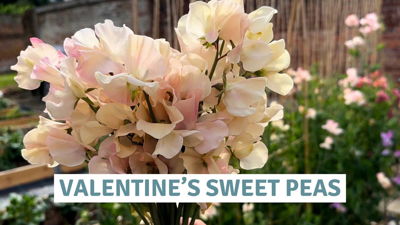 Обрезка роз и посев душистого горошка | Традиция Дня святого Валентина // Коттоверди