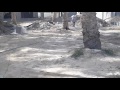 ديك مهجم