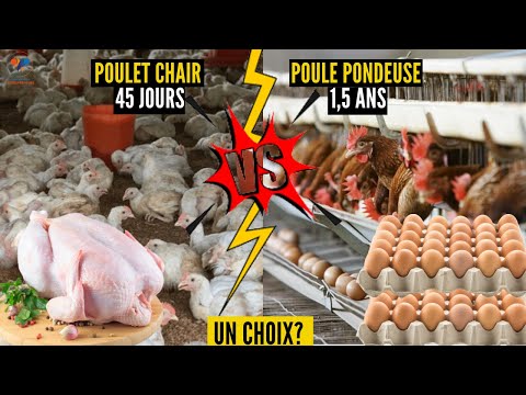 Vidéo: Le poulet de chair pondra-t-il des œufs ?
