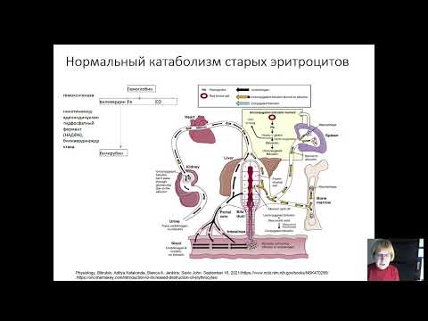 Гемолитические анемии