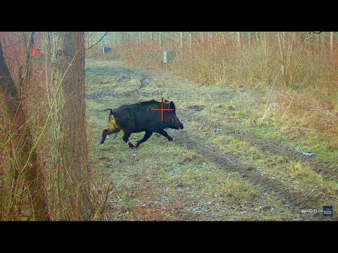 2 günde 17 yaban domuzu çıkardılar! Sırbistan'da köpeklerle yaban domuzu nasıl avlanıyorlar