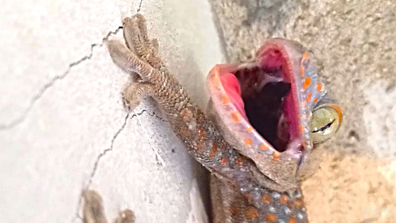 Gecko or Tokay ទុំលើជញ្ជាំង - YouTube