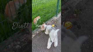 Mai 2026. La rencontre avec son voisin le chat… #foxterrier #chat #deuilanimalier #deuilanimal