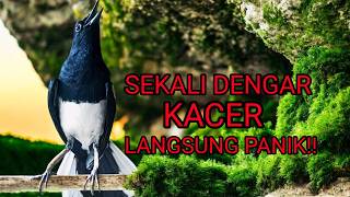SUARA BURUNG KACER NGEPLONG MERDU, AMPUH UNTUK PANCINGAN KACER BAHAN CEPAT GACOR