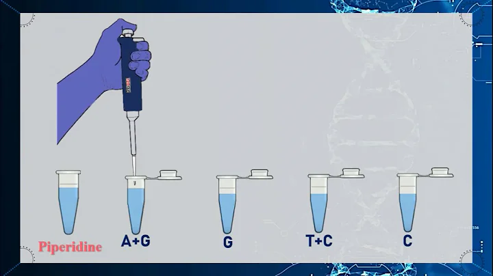 MaxamGilbert DNA Sequencing Method Animation