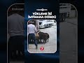 Hayvanları kamyonlara yüklemek için yoğun çaba sarf ettiler...